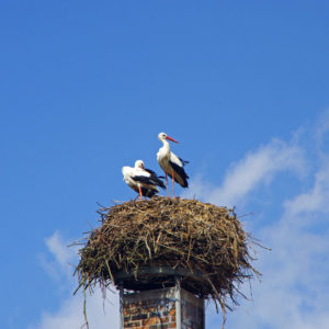 two birds in nest on a chimney